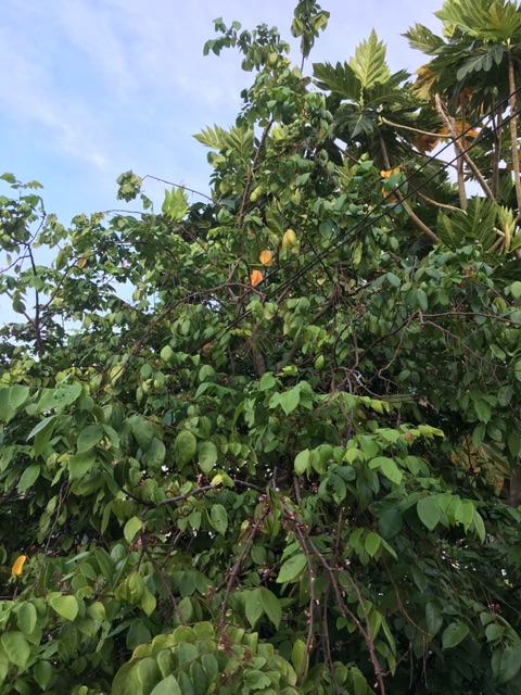 1kg lá khế  Chua tươi- ship hàng thứ 2