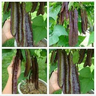  HẠT GIỐNG ĐẬU RỒNG TÍM THÁI LAN