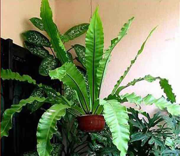 Cây Tổ Quạ trồng sẵn chậu phi 20 cm điều hoà nhiệt độ giàn lan ghép lan 100k 1 ổ