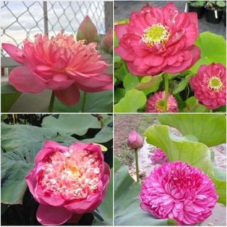 Hạt giống sen bách diệp hoa màu hồng ( 5 hạt/gói )