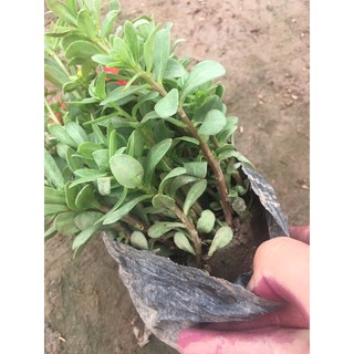 Hoa Sam Mix nhiều màu,cây xum,nhiều nụ (HÀNG NHƯ HÌNH CÓ NỤ HOA)