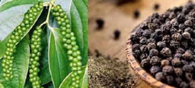 Hạt Tiêu của nhà trồng 1kg( chính chủ) | BigBuy360 - bigbuy360.vn