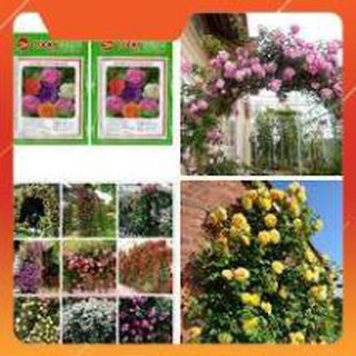 Hạt giống hoa hồng leo pháp lucky seeds gói 20 hạt
