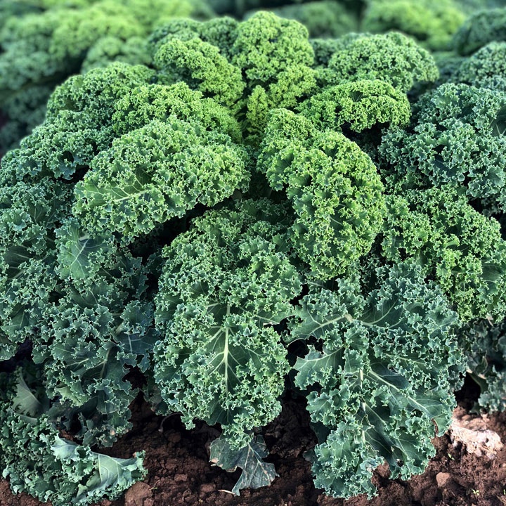 Gói 20 hạt giống cải kale xoăn xanh Oldenbor - tỷ lệ nảy mầm 95%