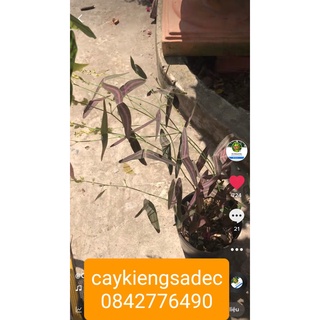 Caykiengsadec- Chuồn chuồn+ tặng phân bón