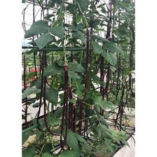 10g Hạt giống đậu đũa tím