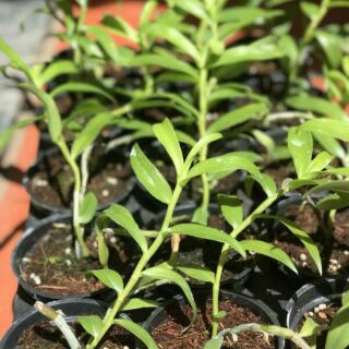 5ctpt chậu lớn năm 2