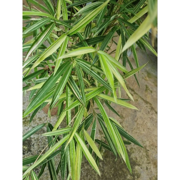 Cây tre var