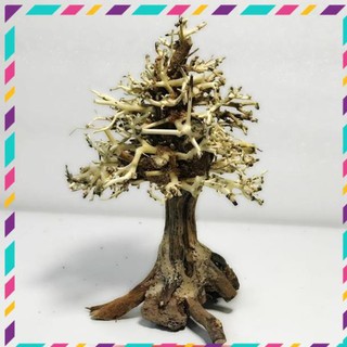 [Siêu Rẻ] Lũa bonsai cây thông noel trang trí bể cá thuỷ sinh