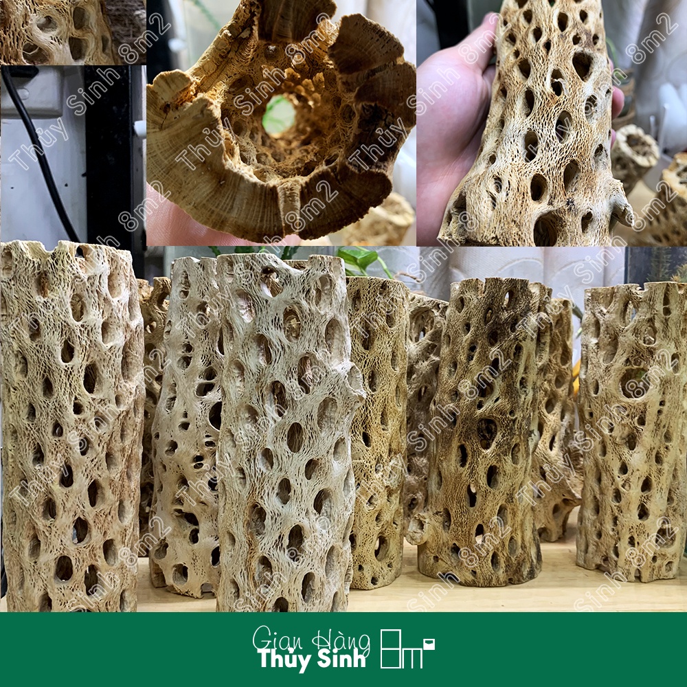 Lũa Teddy Bear Cholla | Đồ Chơi, Trang Trí Hồ Cá Tép Cảnh | 8m2