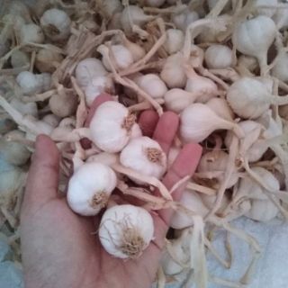 Tỏi lý sơn nhà trồng - siêu giảm giá 80k/kg