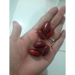 Cây thần kỳ.....