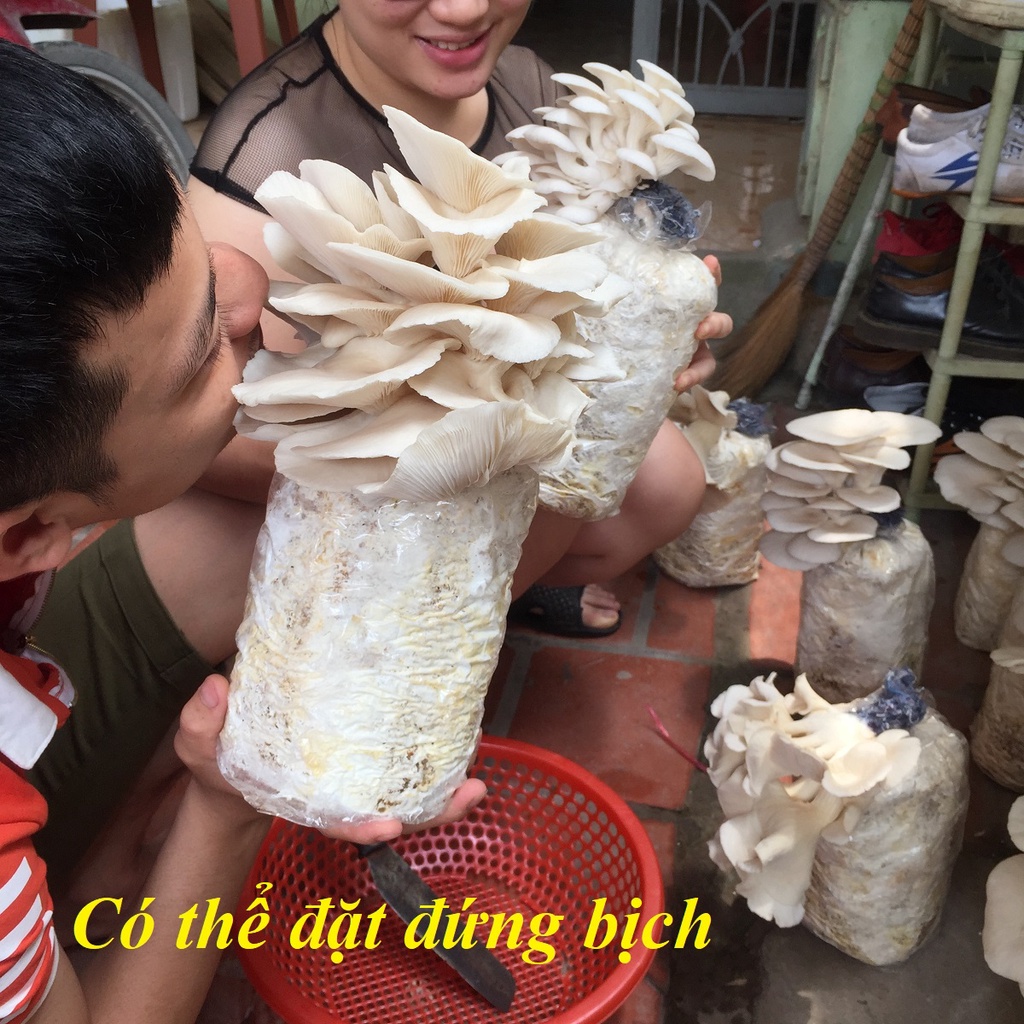 Combo 9 Phôi Nấm Sò Cao Sản Giá Tại Trại - Trồng đủ 3-4 người ăn thoải mái