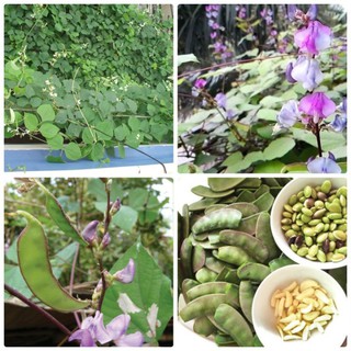hạt giống đậu ván xanh