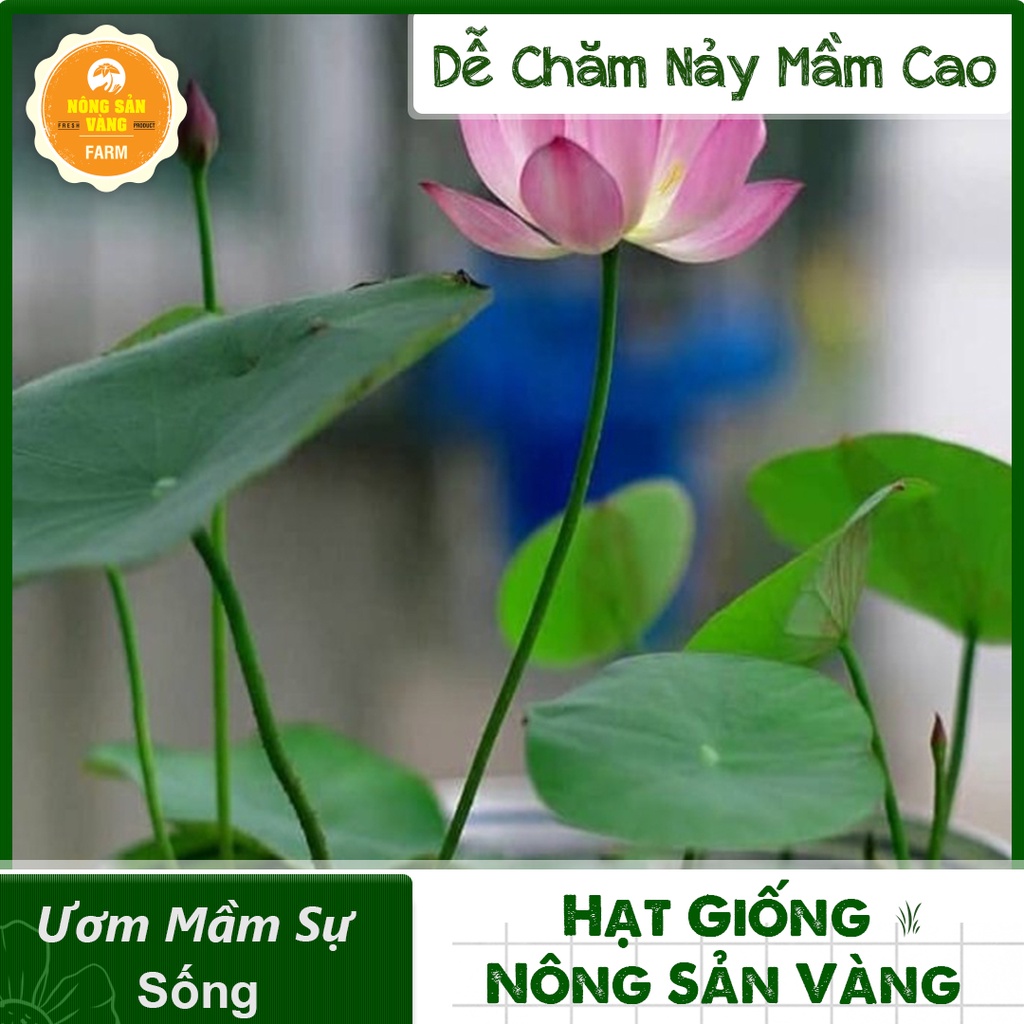 [HCM] Hạt giống Hoa Sen Mini Nhật - Nông Sản Vàng