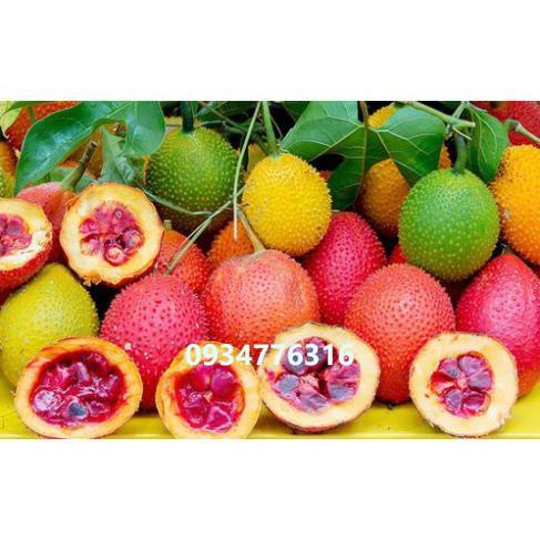 ✅ Dầu gấc Tuệ Linh - Giúp sáng mắt đẹp da