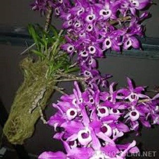 Hoa phong lan- hoàng thảo kèn