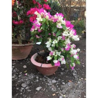 Hoa giấy đổi màu siêu hoa , cây đẹp, giống chuẩn