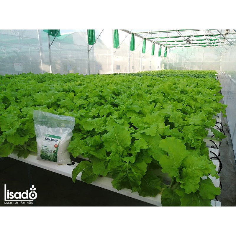 Phân bón thủy canh Grow Master dạng bột cho rau ăn lá