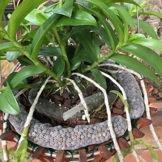 phân dê túi lưới 20cm