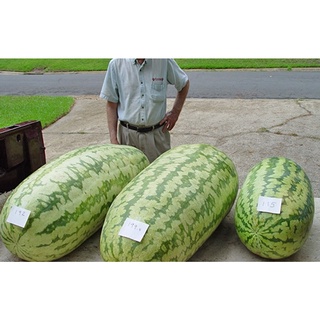 Hạt giống Dưa hấu khổng lồ - Nảy mầm tốt - Tặng kèm 1 gói bón lá và 1 gói kích nảy mầm, có tờ hướng dẫn trồng