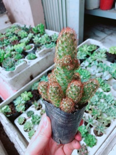 Xương rồng thạch trụ