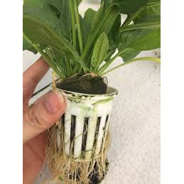 Bộ 100 viên nén ươm hạt xơ dừa hữu cơ trồng rau, dâu tây, thủy canh (đk 4cm x cao 1cm)