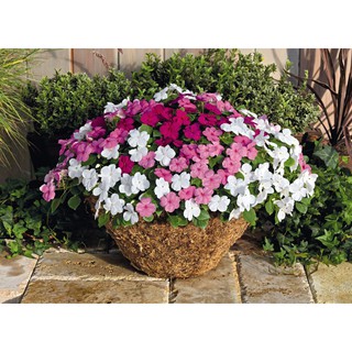 HOA NGỌC THẢO - BẦU CÂY GIỐNG ĐANG HOA ĐẸP, XUM XUÊ