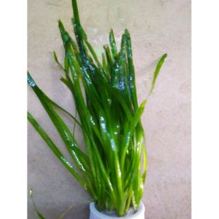 Mua 1 tặng ngay 2 cây thủy sinh hẹ nước