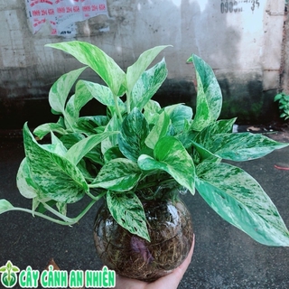 Chậu Trầu Bà Sữa Trồng Thuỷ Sinh