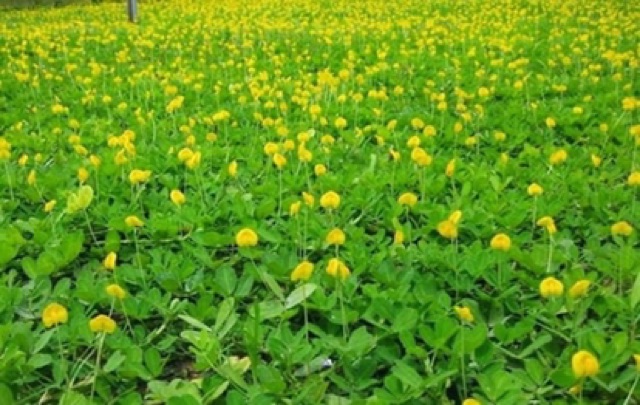 Hạt giống cỏ thảm lạc dại - 50g