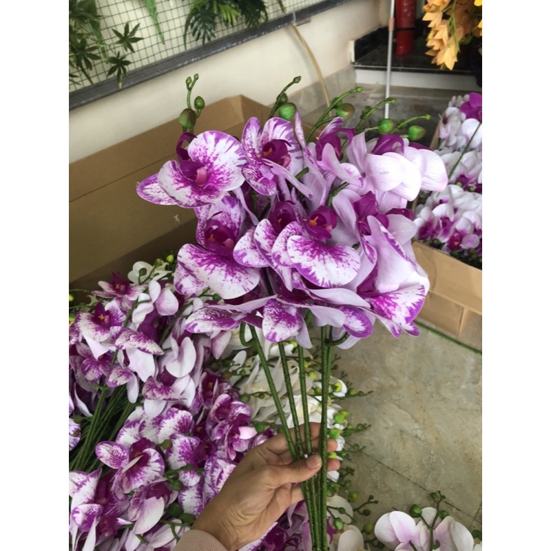 Lan hồ điệp Cao su 5 bông