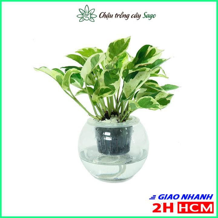 Dung Dịch Thủy Canh Trồng Sen Mini HYDROPONIC - 500ml