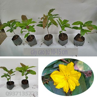 combo 5 cây mai giống cao từ  10-15cm