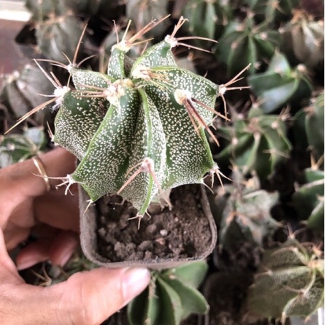 Xương rồng Râu dê