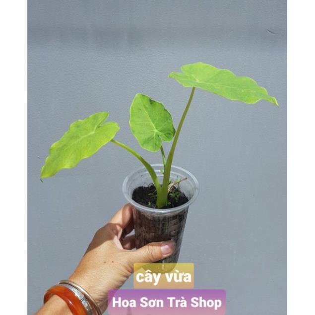 Cây BẠC HÀ/DỌC MÙNG nấu canh chua {giao hảo tốc tpHCM}