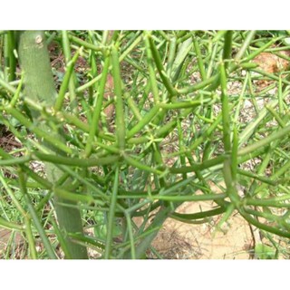 CÂY GIAO ( CÓ BẦU ĐẤT )