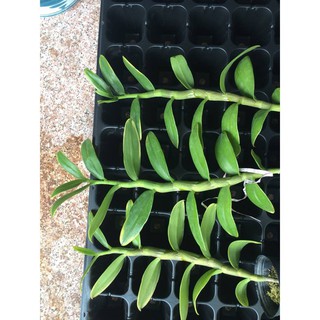 {GIÁ TẬN GỐC } Hoa lan Trầm Lá Biên Vàng size to