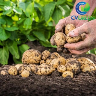 Đạm cá cải tạo đất, tăng khả năng hấp thụ dinh dưỡng