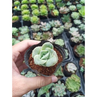 Sen đá bông hồng Hà Lan