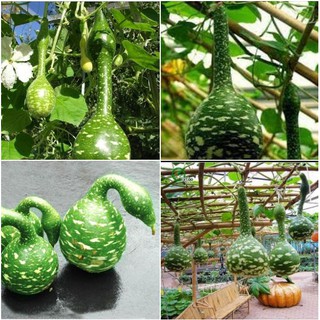 Hạt giống bầu thiên nga ( Gói 5 hạt tặng 3 viên nén xơ dừa ươm hạt )