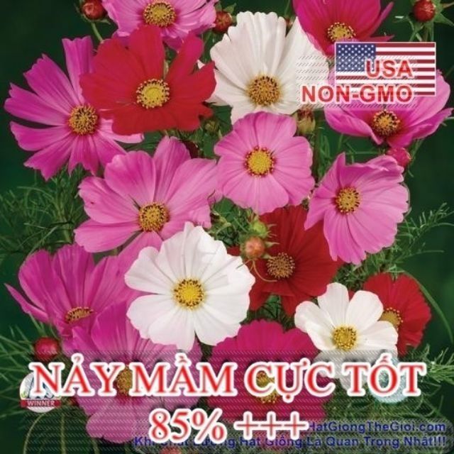 HgOa combo 3 gói x 20 hạt giống hoa hướng dương mix đồng tiền kép mix sao nháy