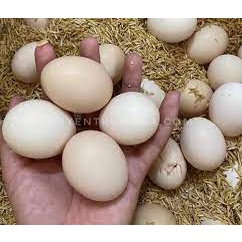 Trứng Gà Ta Sạch Giao Siêu Tốc 1h