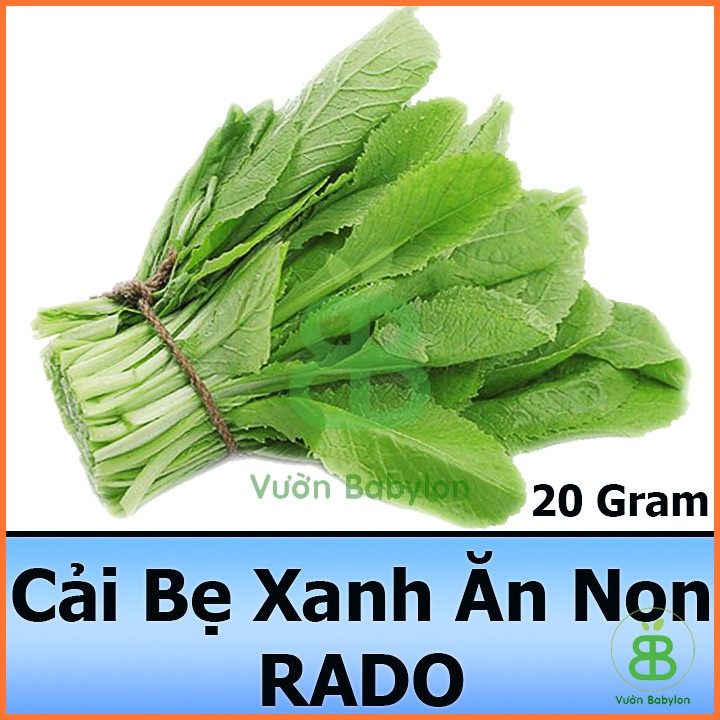 Hạt giống Cải Bẹ Xanh Ăn Non 20Gr