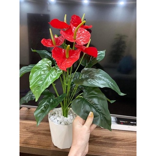 Cây giả- Cây hồng môn 50cm để bàn làm việc, trồng tiểu cảnh
