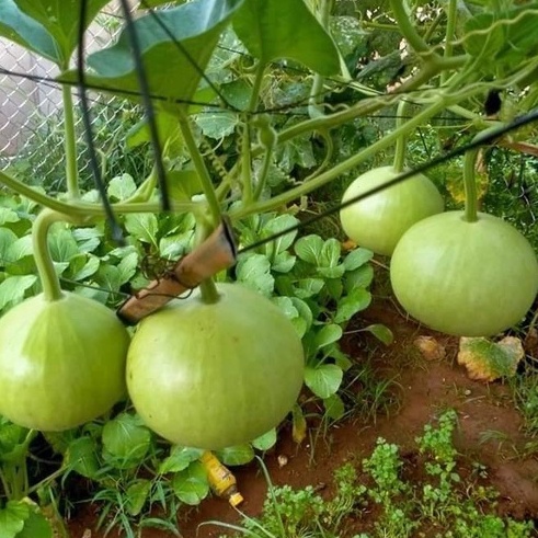 HẠT GIỐNG BẦU HƯƠNG TÁO BABY