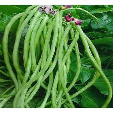 10 gram hạt giống đậu đũa