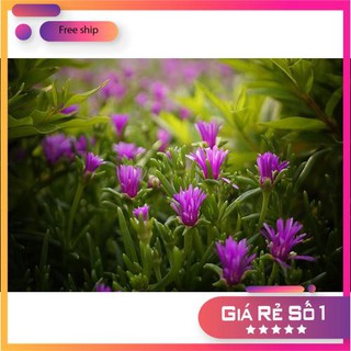 Hạt giống hoa mười giờ châu phi F1 LUCKY.VN