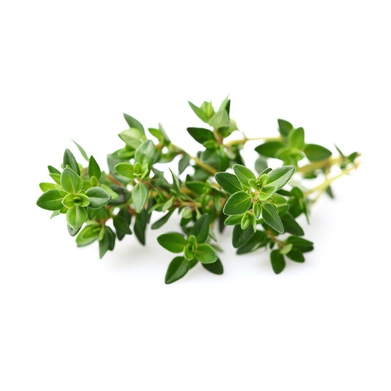 THYME - XẠ HƯƠNG TƯƠI CẮT CÀNH (1KG) - CÓ SẤY KHÔ