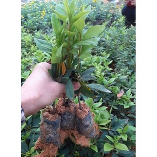 Cây giống hoa đỗ quyên nhật bản đủ màu